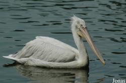 Shanghai Zoo