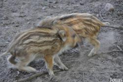 Wildpark Eekholt