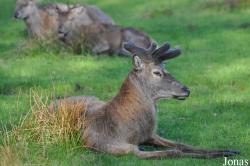 Wildpark Eekholt
