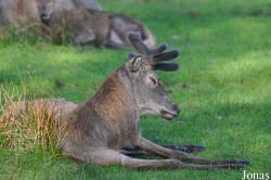 Wildpark Eekholt