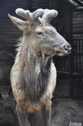 Wildpark Lüneburger Heide