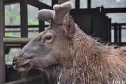 Wildpark Lüneburger Heide