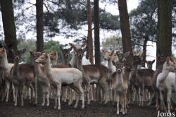 Wildpark Lüneburger Heide
