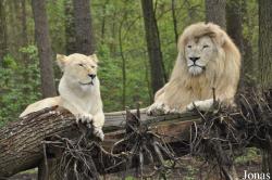 Serengeti Park Hodenhagen