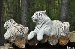 Serengeti Park Hodenhagen