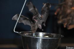 Noctalis