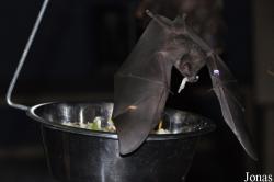 Noctalis