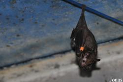 Noctalis