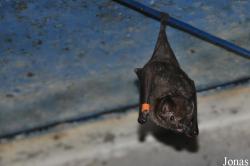 Noctalis