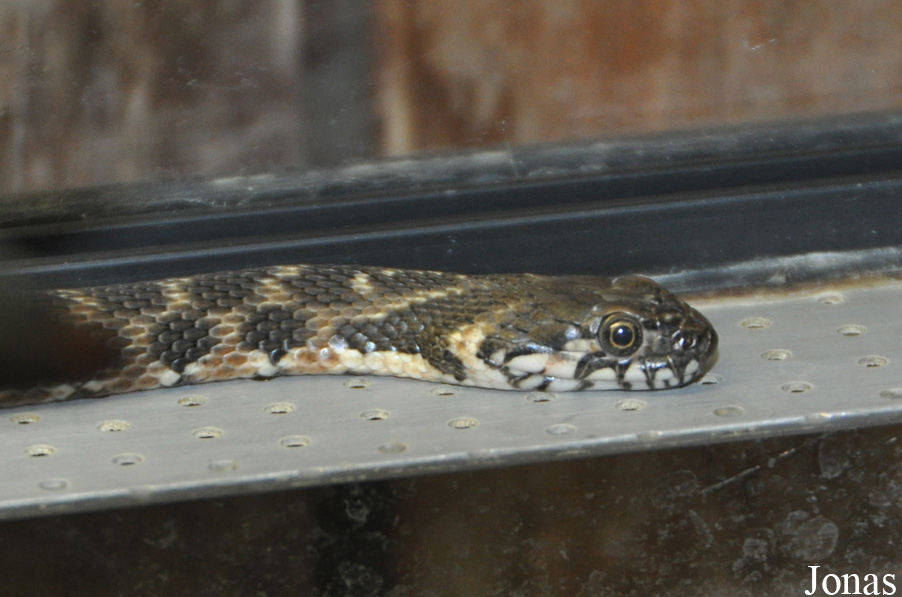 Zoo d'Amnéville