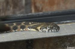 Zoo d'Amnéville