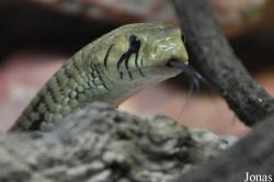 Drymarchon melanurus