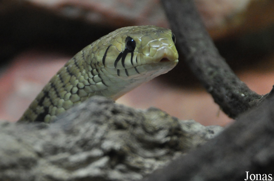 Zoo d'Amnéville