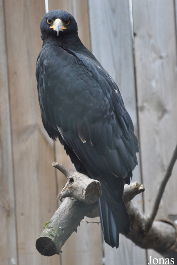 Zoo d'Amnéville