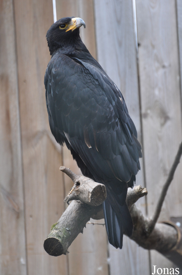 Zoo d'Amnéville