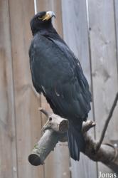 Zoo d'Amnéville