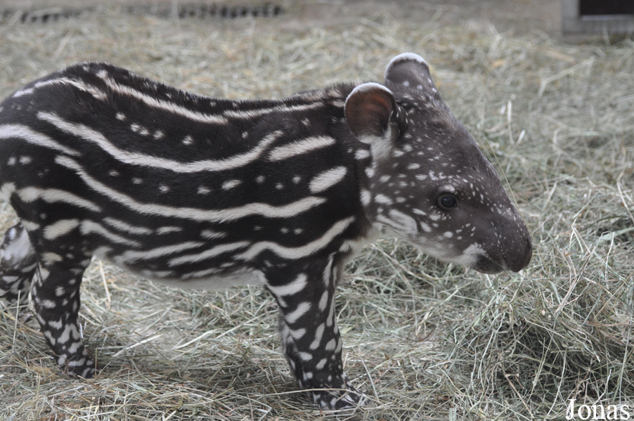 Zoo d'Amnéville