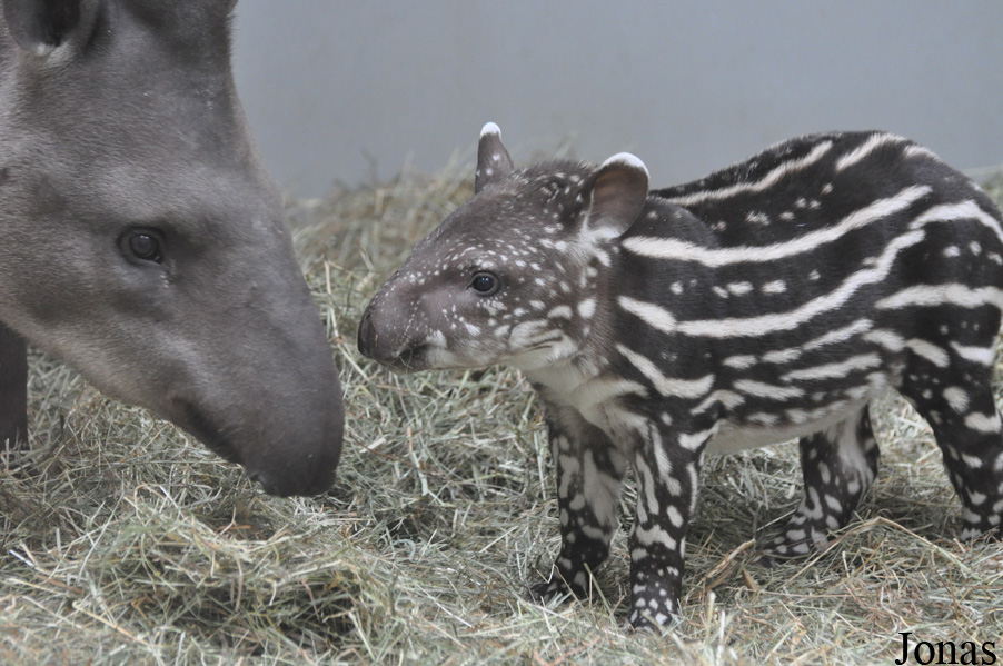 Zoo d'Amnéville