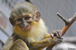 Miopithecus talapoin