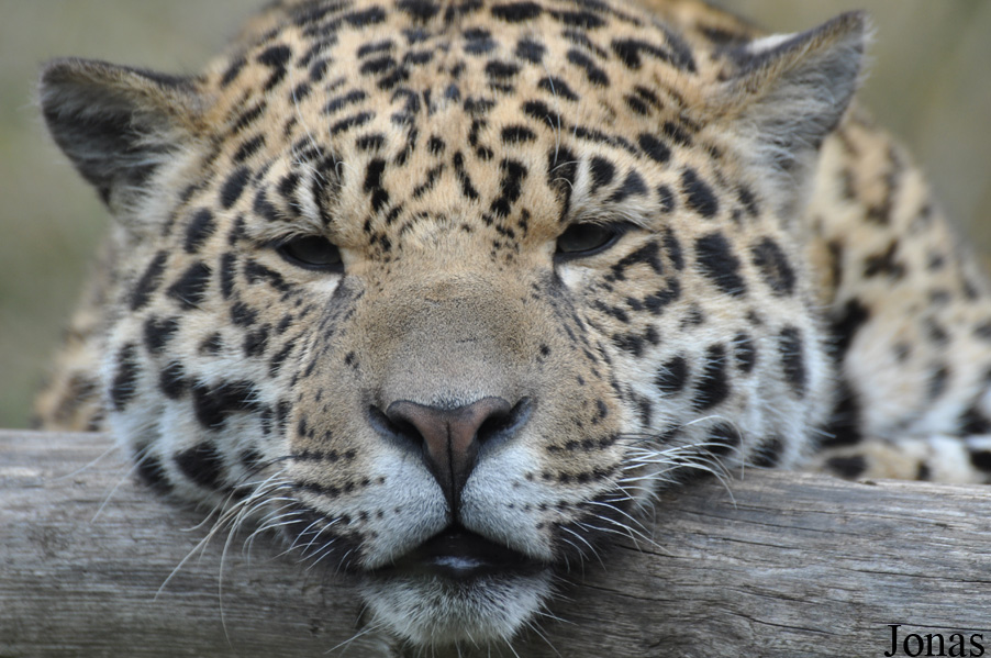 Zoo d'Amnéville