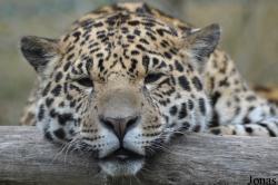Zoo d'Amnéville