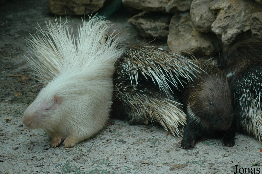 Zoo de Castellar