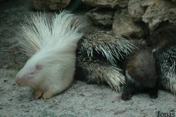 Zoo de Castellar