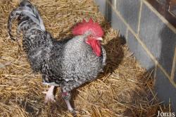 Poule Plymouth