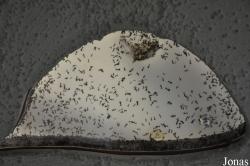 Acromyrmex ambiguus