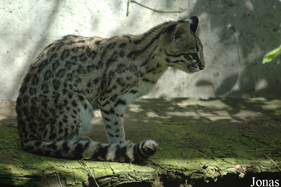 Parc Zoologique et Botanique de Mulhouse