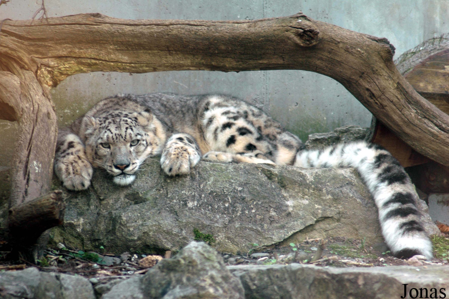 Parc Zoologique et Botanique de Mulhouse