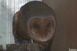 Tyto alba thomensis