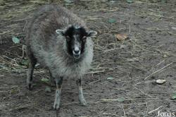 Jura-Zoo