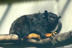 Parc Zoologique et Botanique de Mulhouse