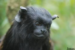 Saguinus midas