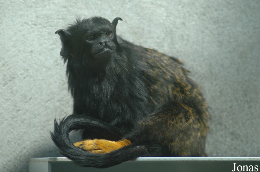 Parc Zoologique et Botanique de Mulhouse