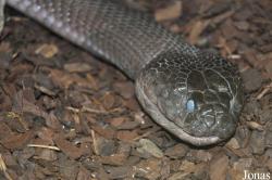 Reptilienzoo Regensburg