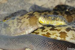 Broghammerus timoriensis