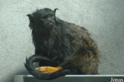 Parc Zoologique et Botanique de Mulhouse
