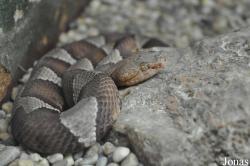 Agkistrodon contortrix laticinctus