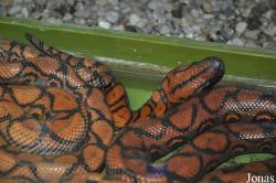 Reptilienzoo Regensburg