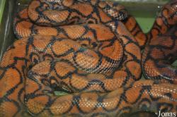 Candoia bibroni
