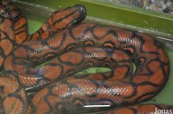 Reptilienzoo Regensburg