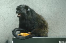 Parc Zoologique et Botanique de Mulhouse