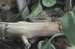 Reptilienzoo Regensburg