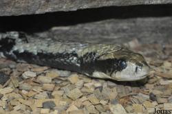 Reptilienzoo Regensburg