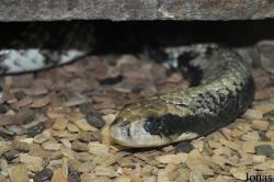 Reptilienzoo Regensburg