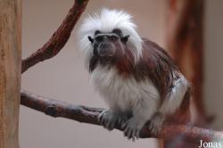 Saguinus oedipus