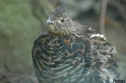 Bayerwald-Tierpark Lohberg
