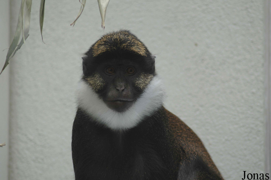 Parc Zoologique et Botanique de Mulhouse